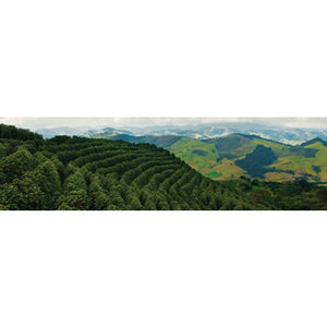 Brazil Minas Gerais Cerrado - Natural Process - Green Coffee Beans