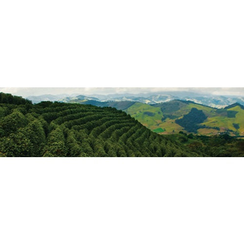 Brazil Minas Gerais Cerrado - Natural Process - Green Coffee Beans