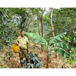 Colombia Nariño - Wet Process - Green Coffee Beans