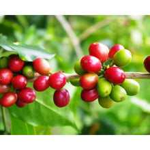 Load image into Gallery viewer, Mexico Royal Select Decaf - Decaf Process - Green Coffee Beans